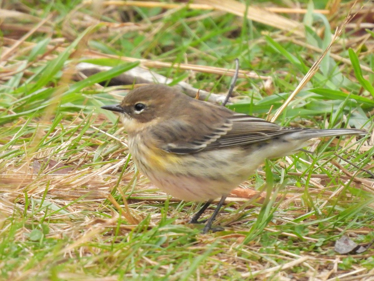 Yellow-rumped Warbler - Bill Nolting