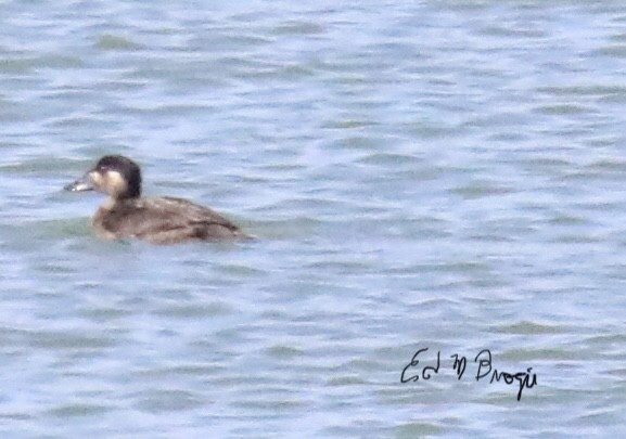 Surf Scoter - Ed M. Brogie