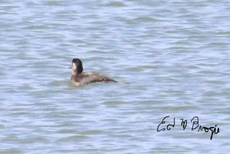 Surf Scoter - ML609799249