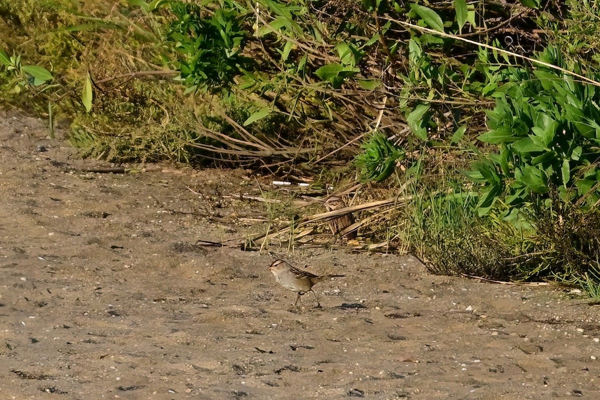 White-crowned Sparrow - ML609799267