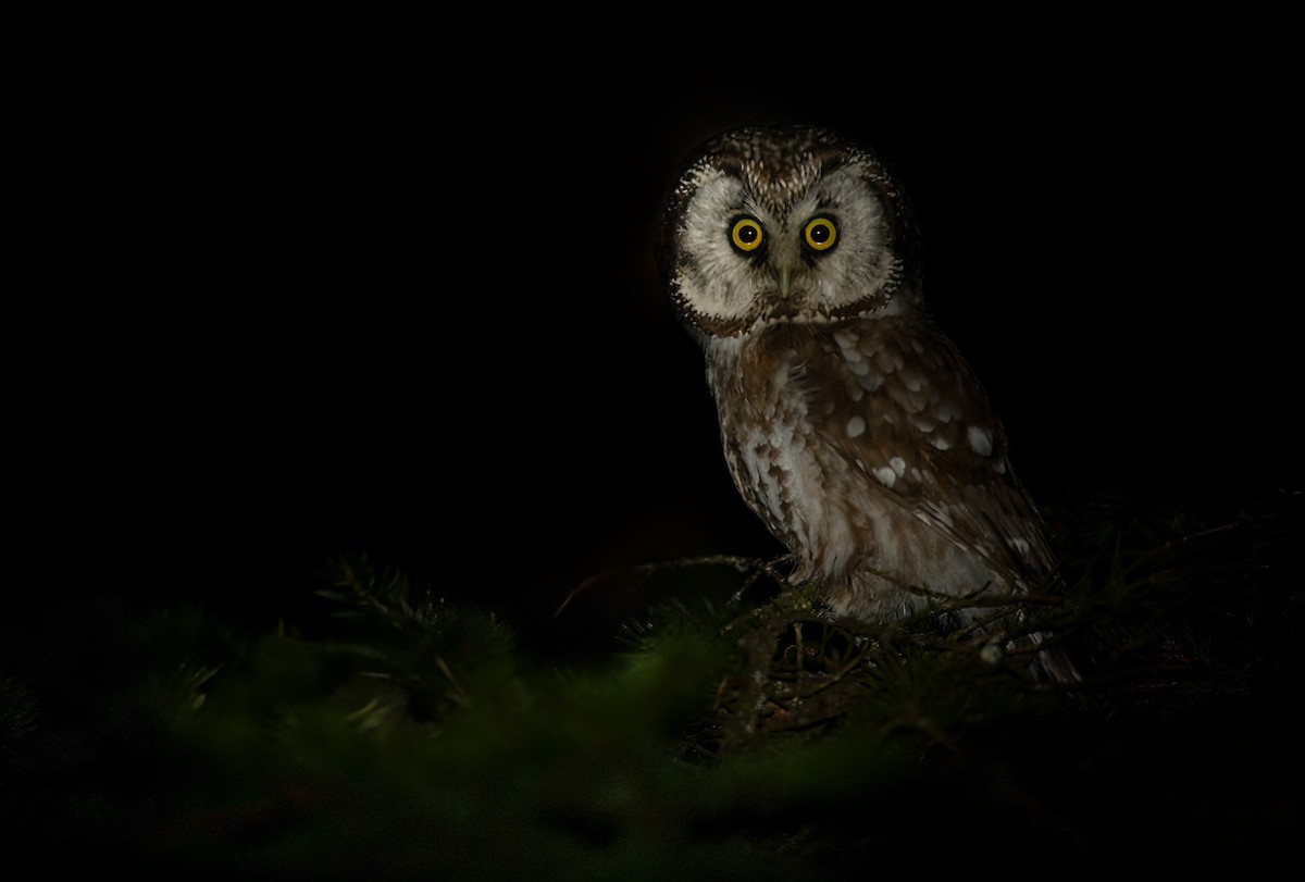 Boreal Owl (Tengmalm's) - ML609799315