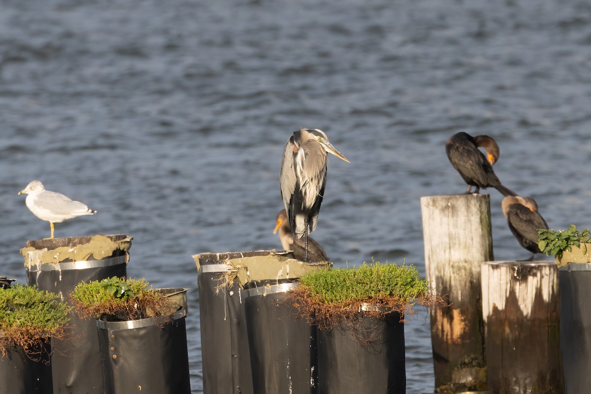 Great Blue Heron (Great Blue) - ML609799335