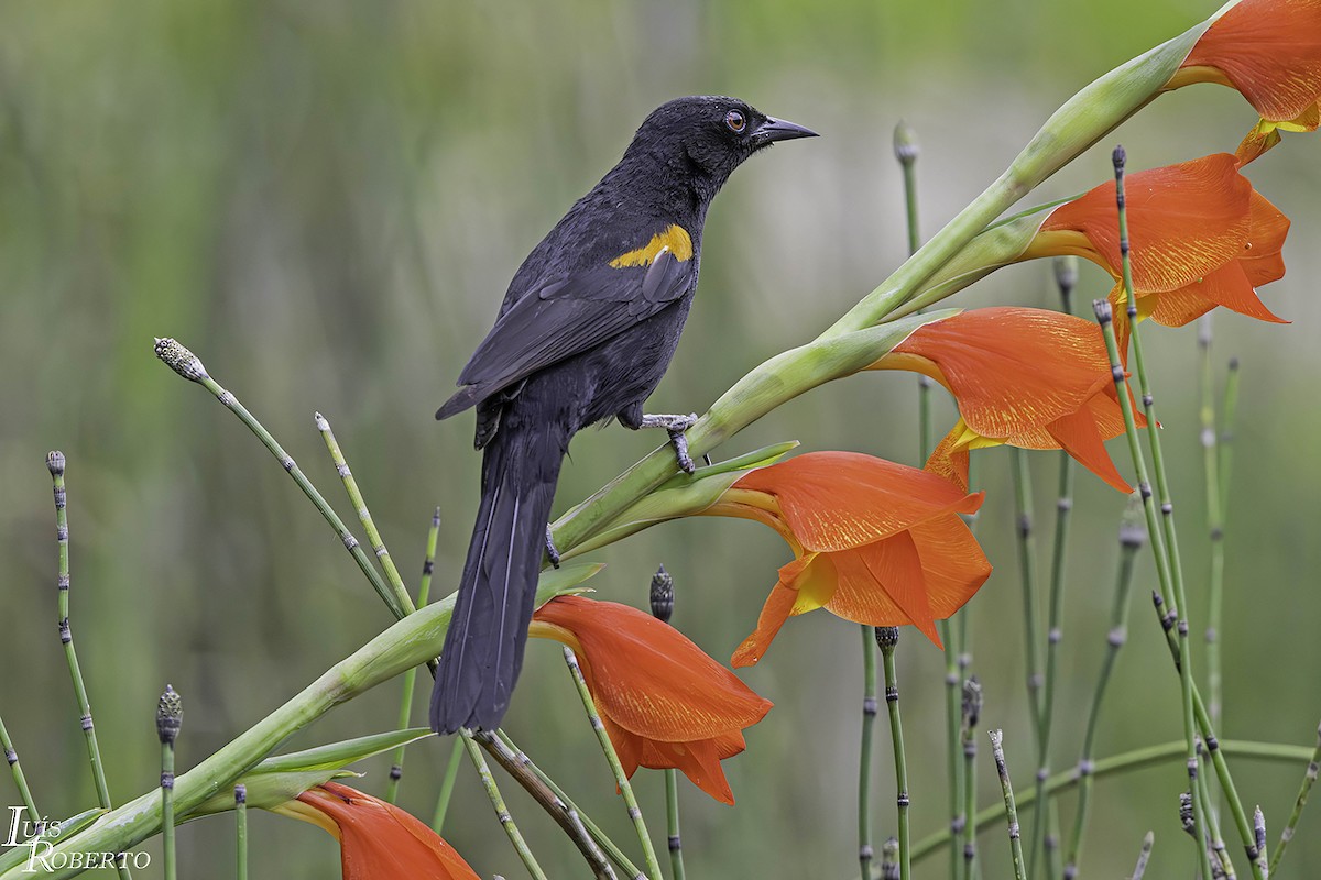 Variable Oriole - ML609799408