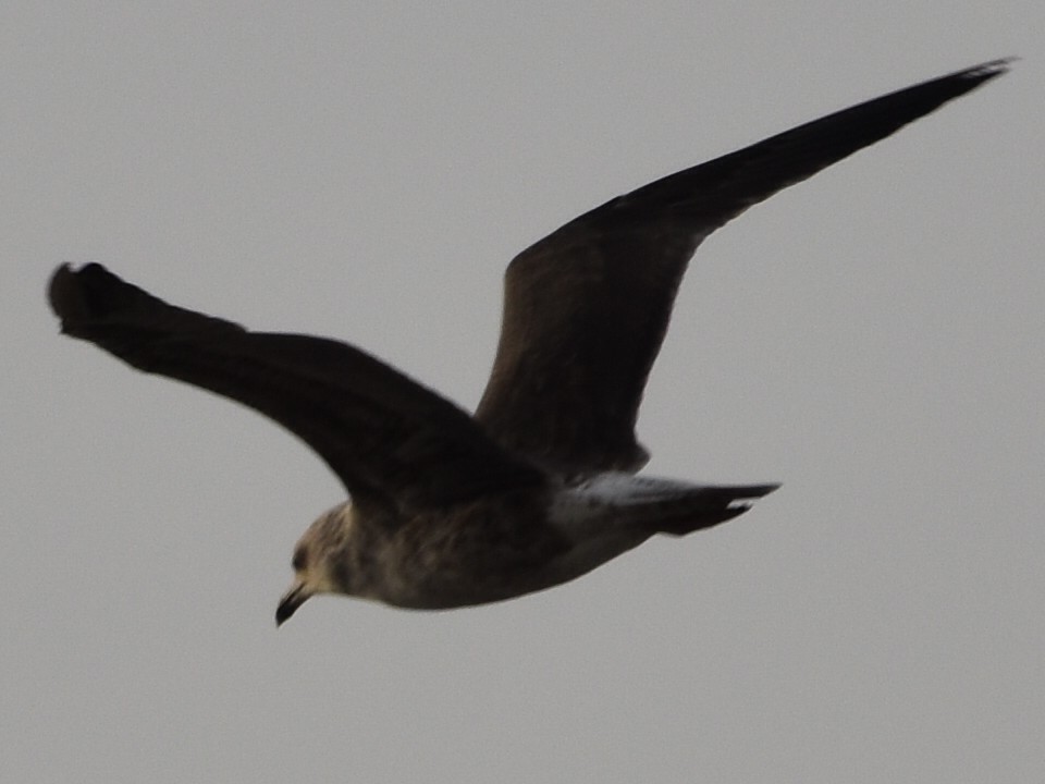 Gaviota Sombría - ML609799411