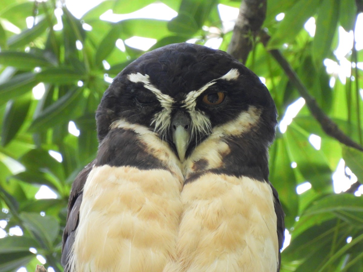 Spectacled Owl - ML609799506
