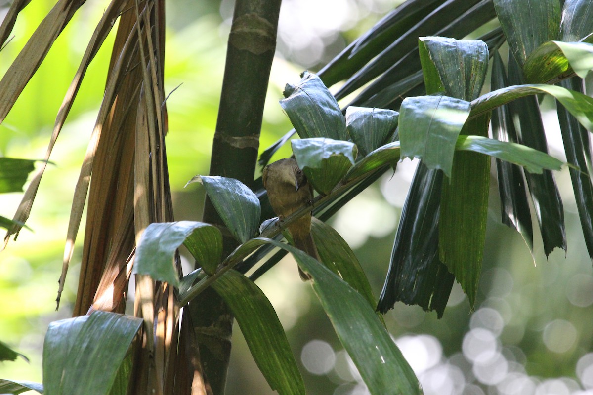 Olive-winged Bulbul - Kevin Cheng