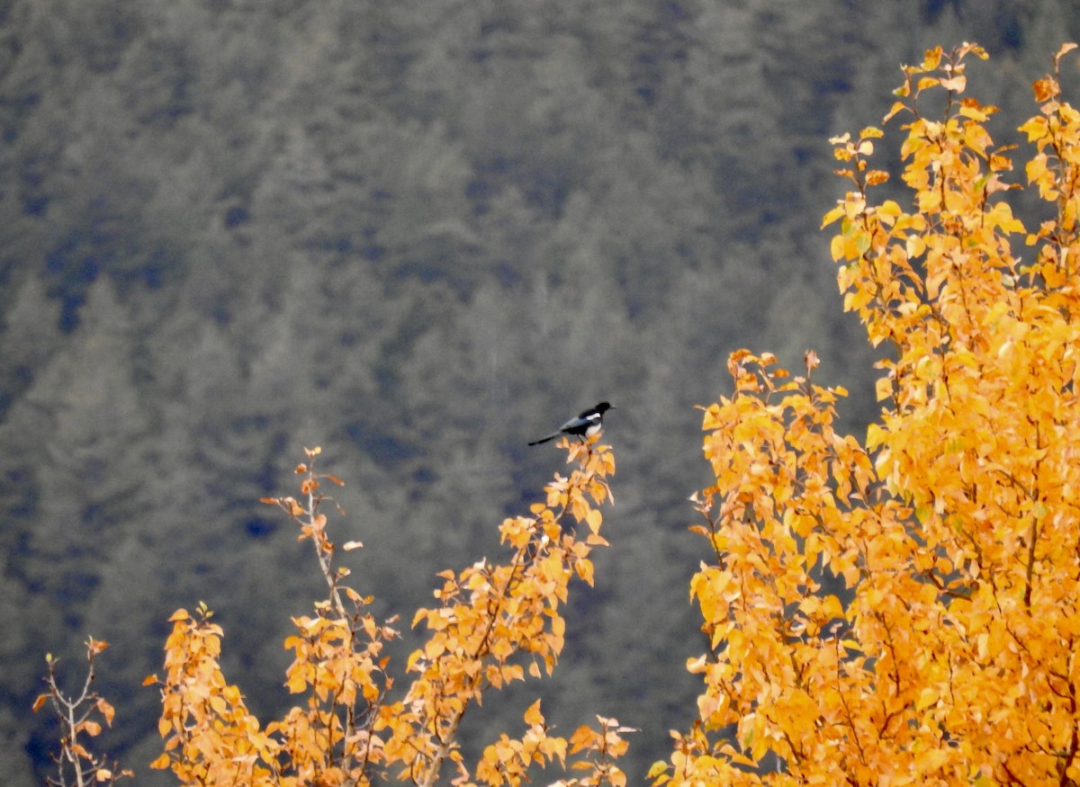 Black-billed Magpie - ML609799558