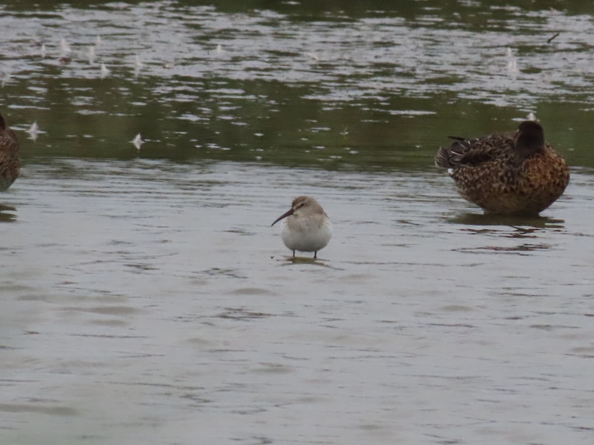 Curlew Sandpiper - Jan de Groot