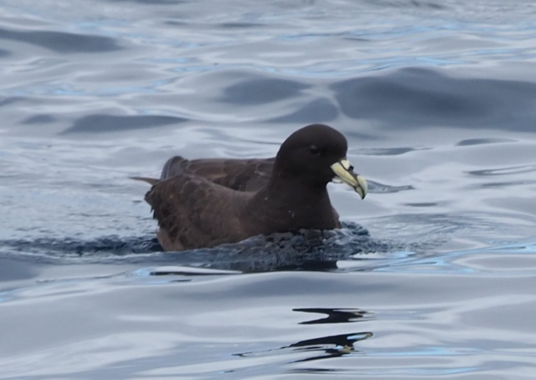 White-chinned Petrel - Angus Hartshorn