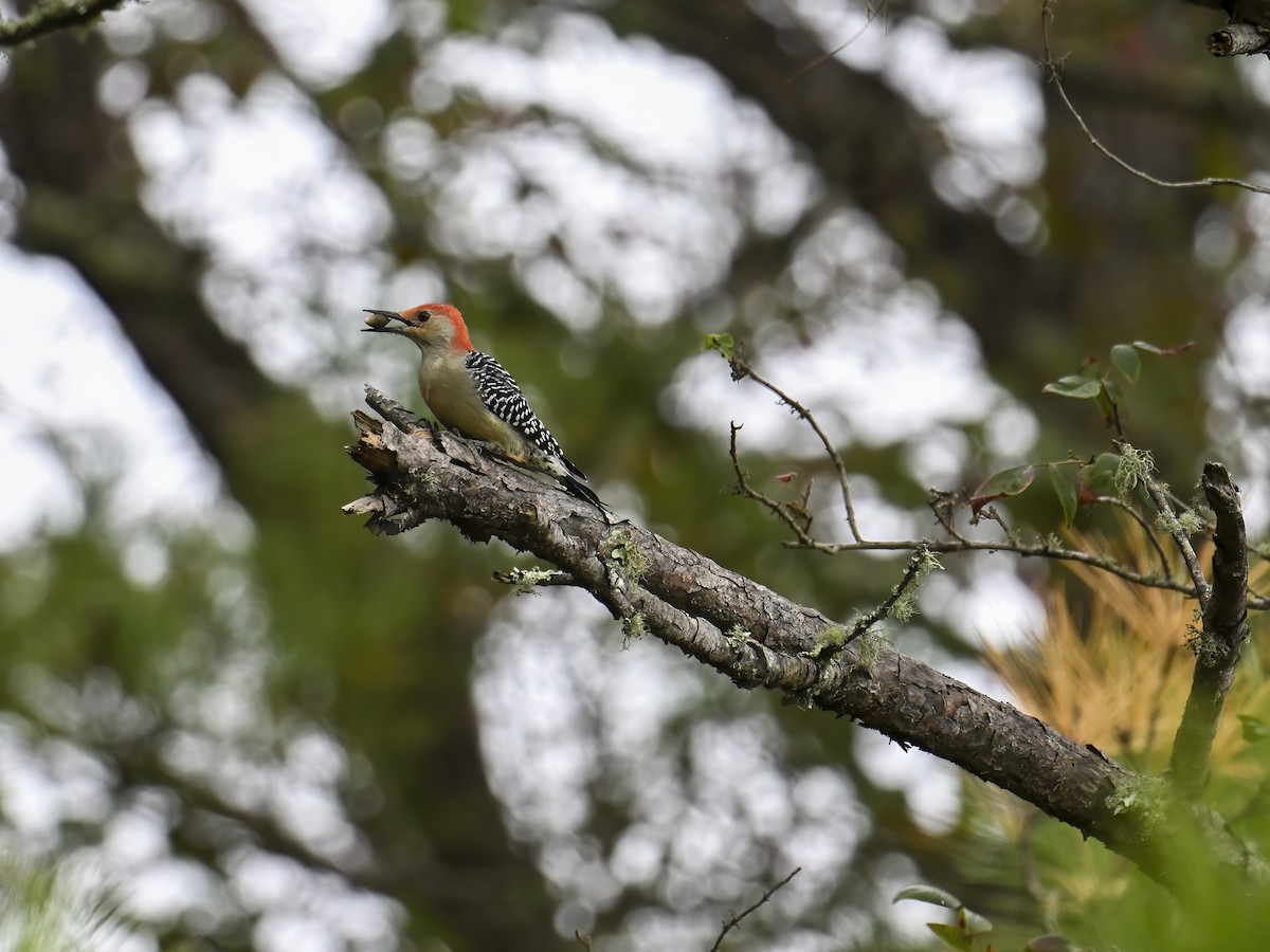 Red-bellied Woodpecker - ML609799656