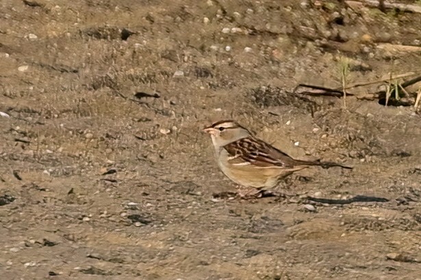 White-crowned Sparrow - ML609799665
