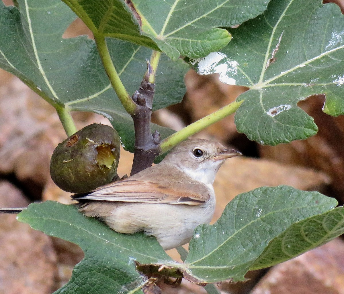 סבכי קוצים - ML609799683