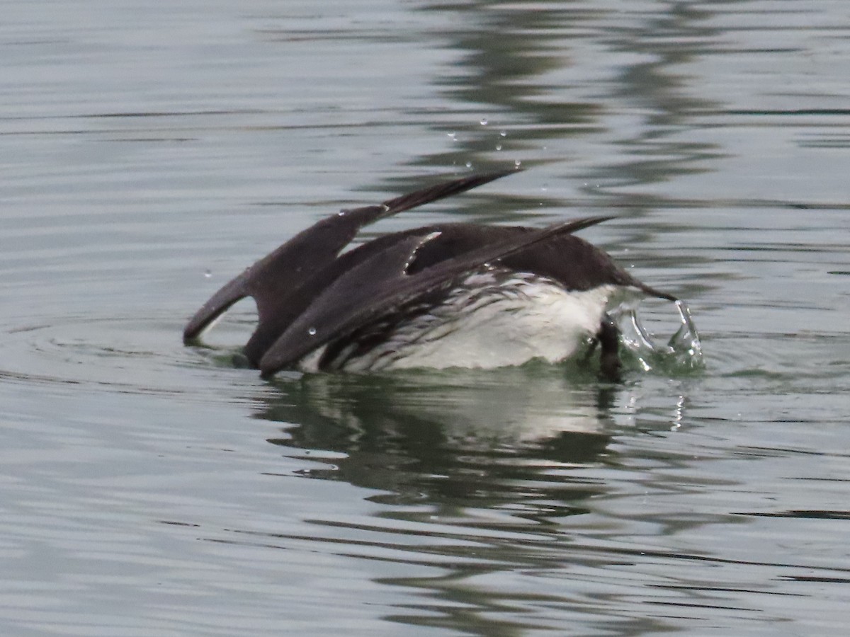 Common Murre - Jan de Groot