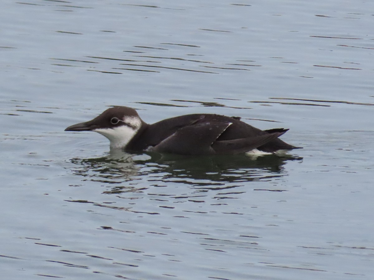 Common Murre - Jan de Groot