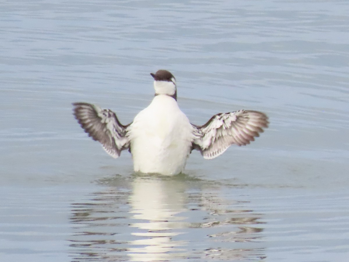 Common Murre - ML609799720