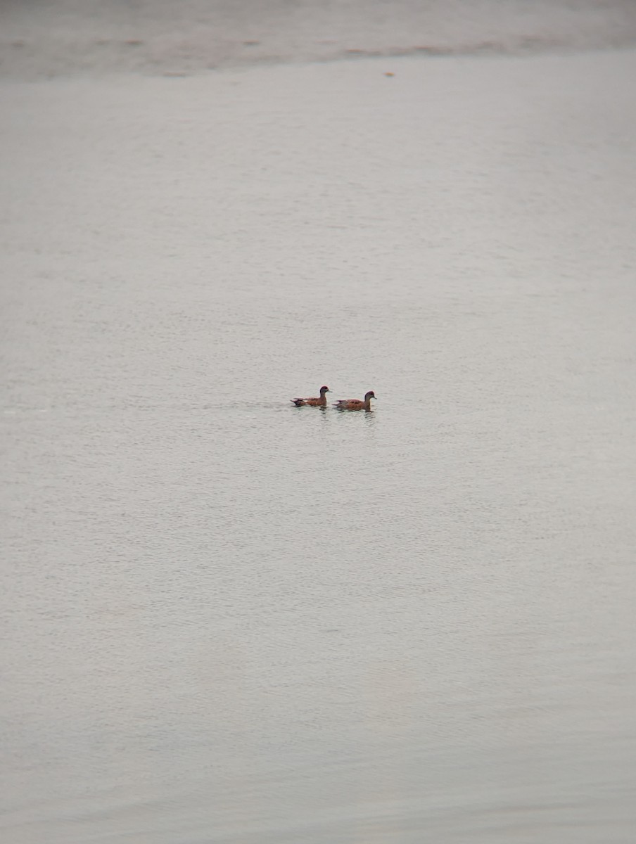 American Wigeon - ML609799773