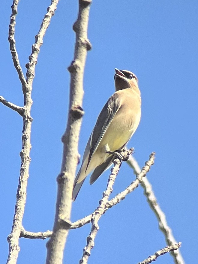 Cedar Waxwing - ML609799800