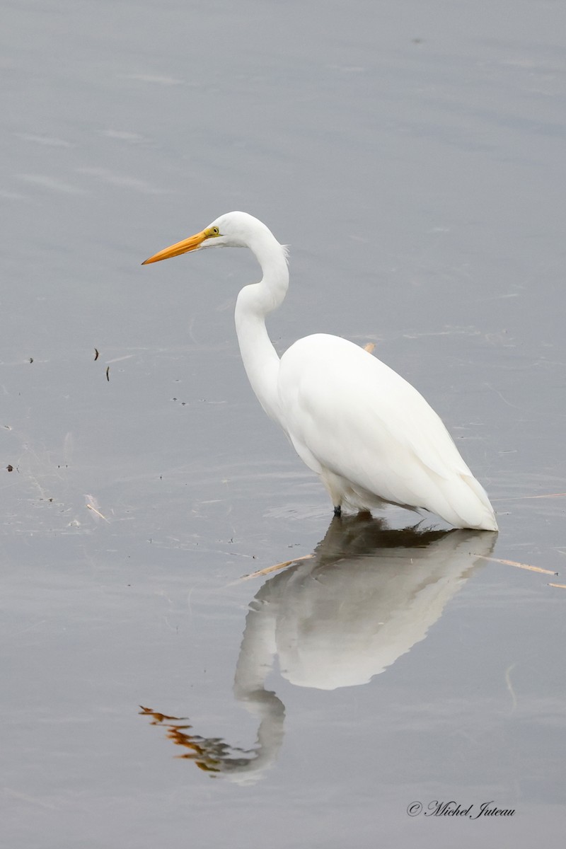 Great Egret - ML609799879