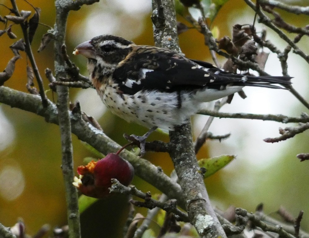 Rose-breasted Grosbeak - John Gustafson