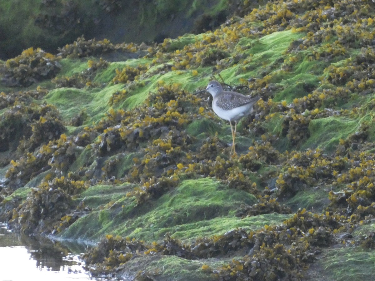 Lesser Yellowlegs - Álvaro Pérez Pérez