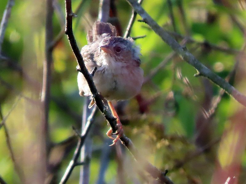 Sedge Wren - ML609799916