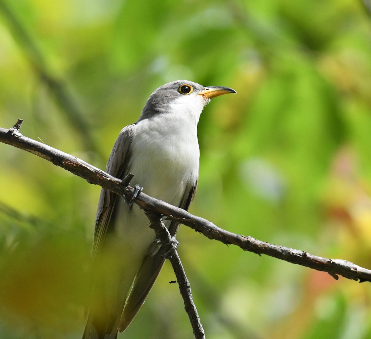 Yellow-billed Cuckoo - Cindy Stacy