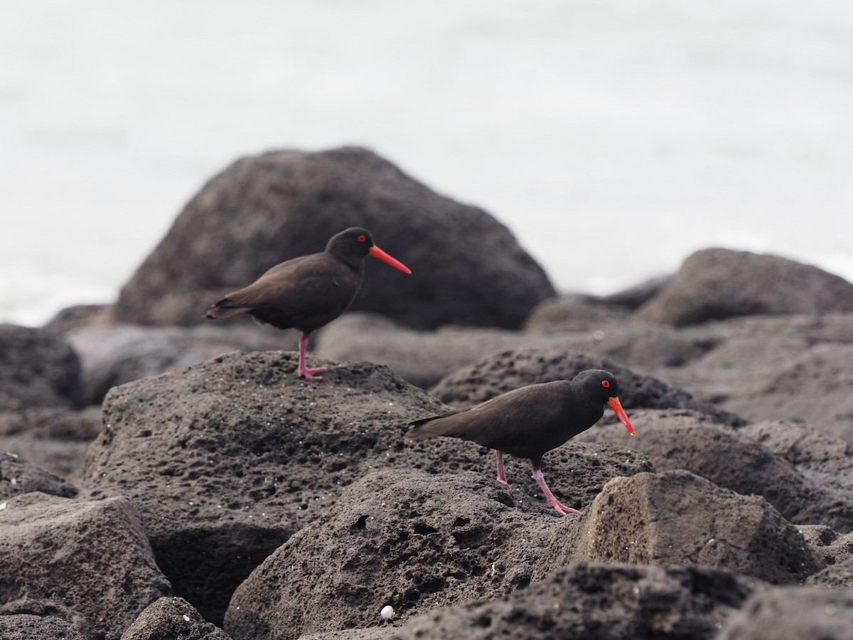 Sooty Oystercatcher - Angus Hartshorn