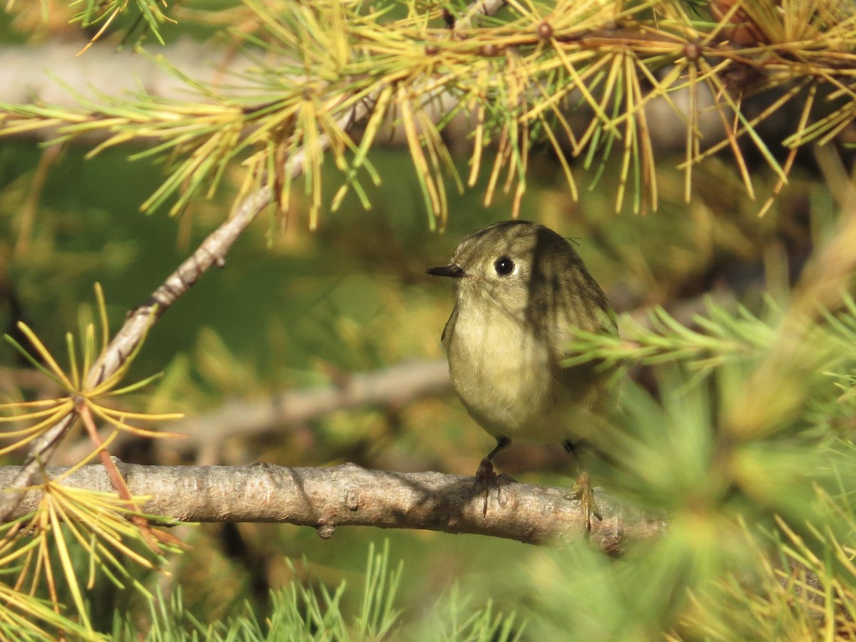 Ruby-crowned Kinglet - ML609800039