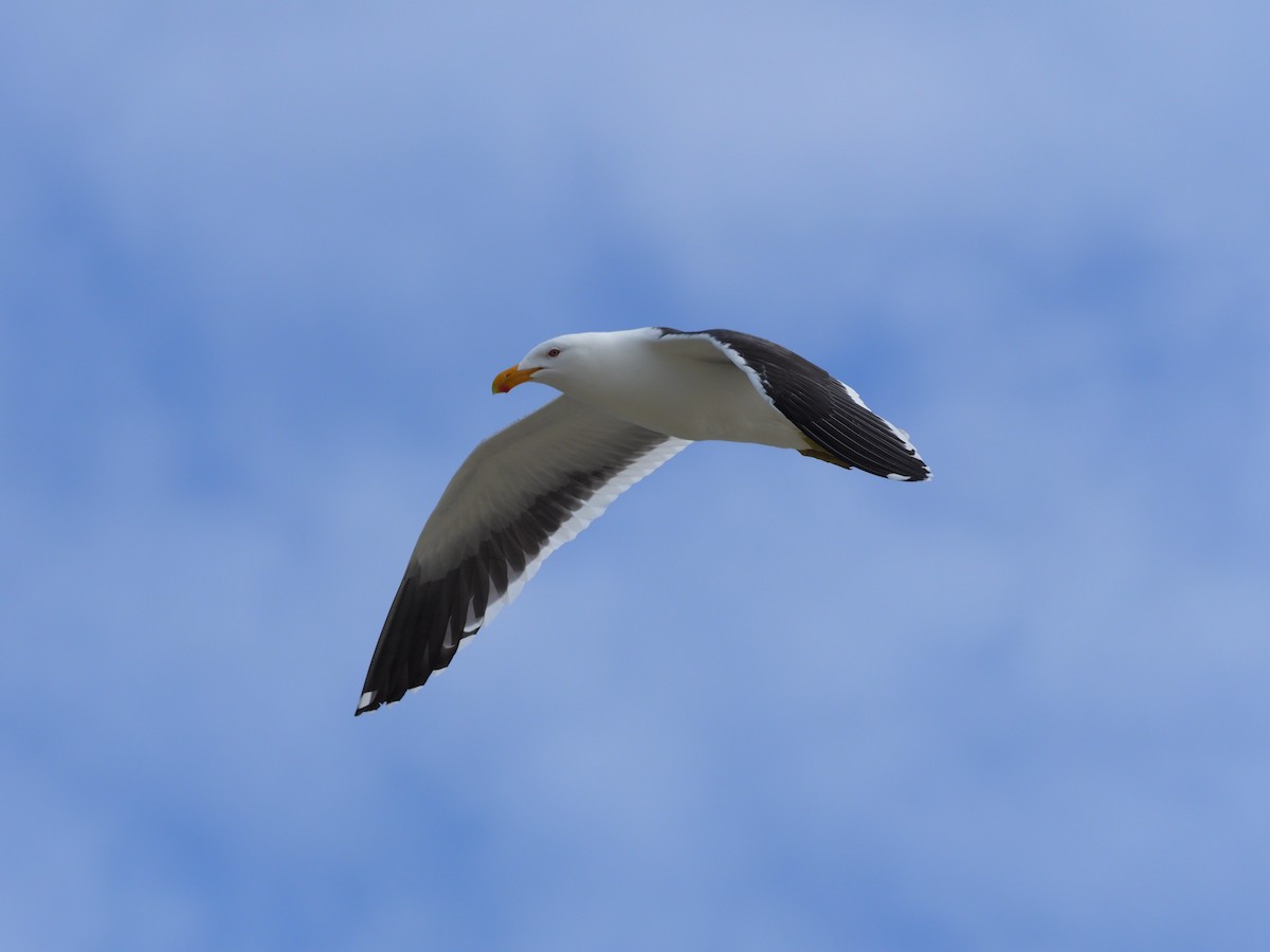 Kelp Gull - Angus Hartshorn