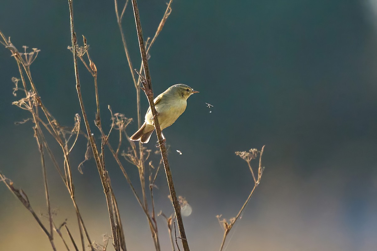 Willow Warbler - ML609800113