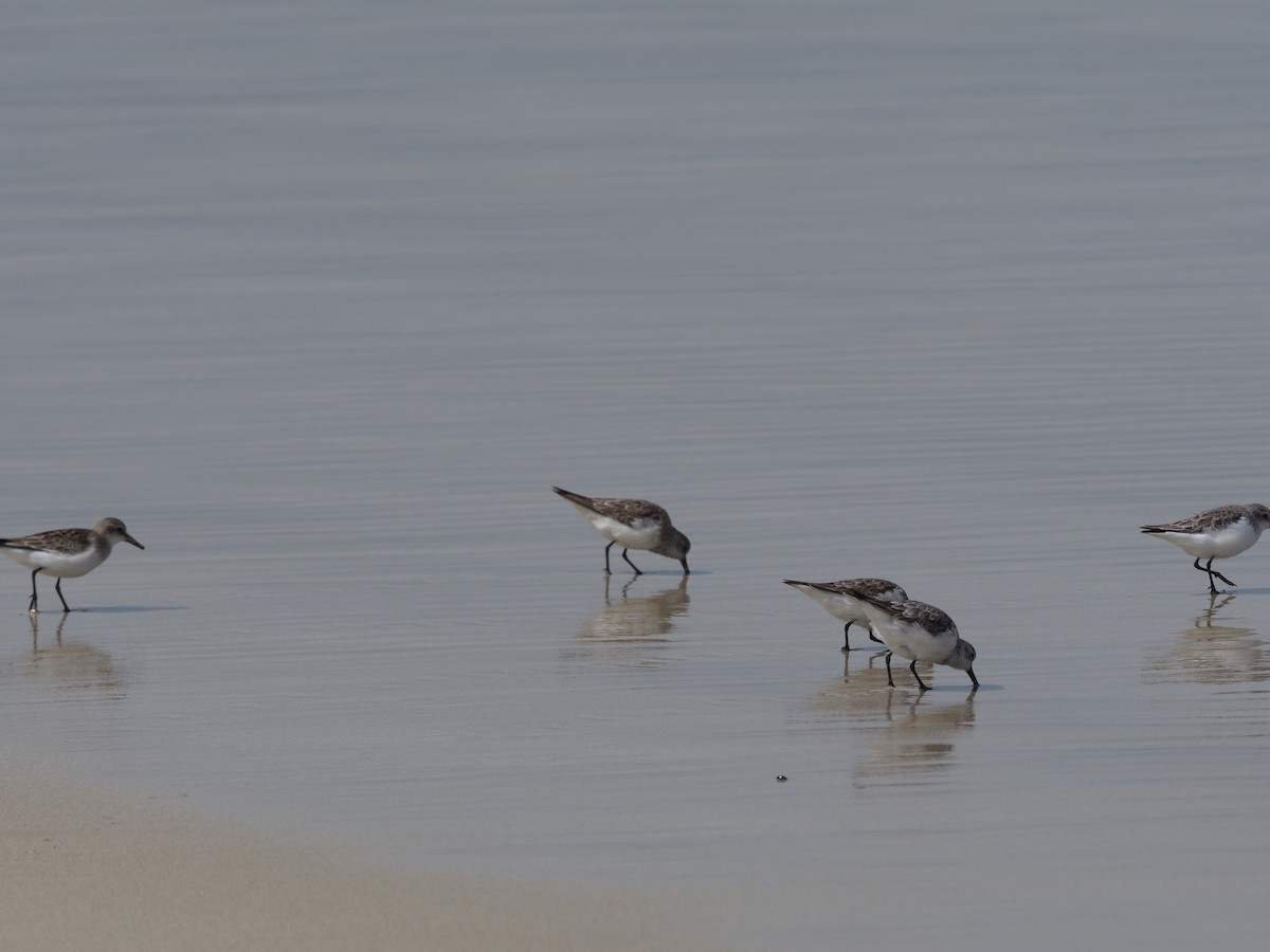 Red-necked Stint - Angus Hartshorn