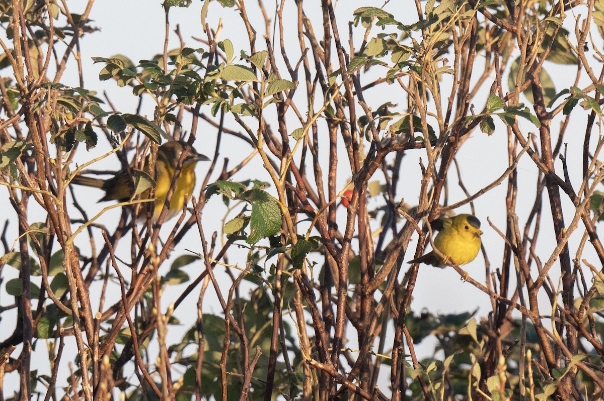 Yellow-breasted Chat - ML609800151