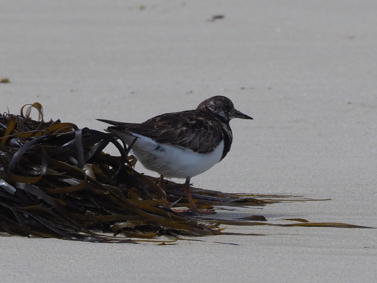 Ruddy Turnstone - ML609800172