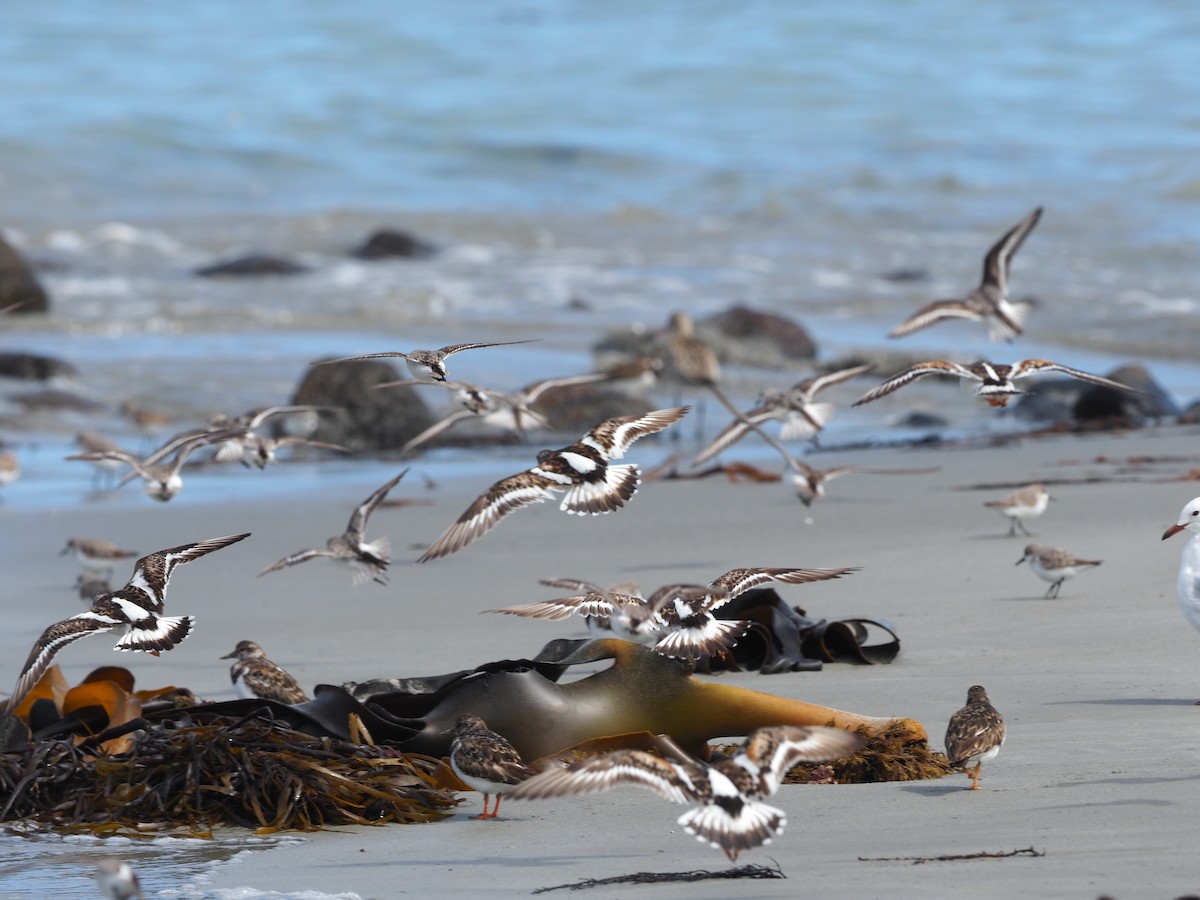 Ruddy Turnstone - Angus Hartshorn