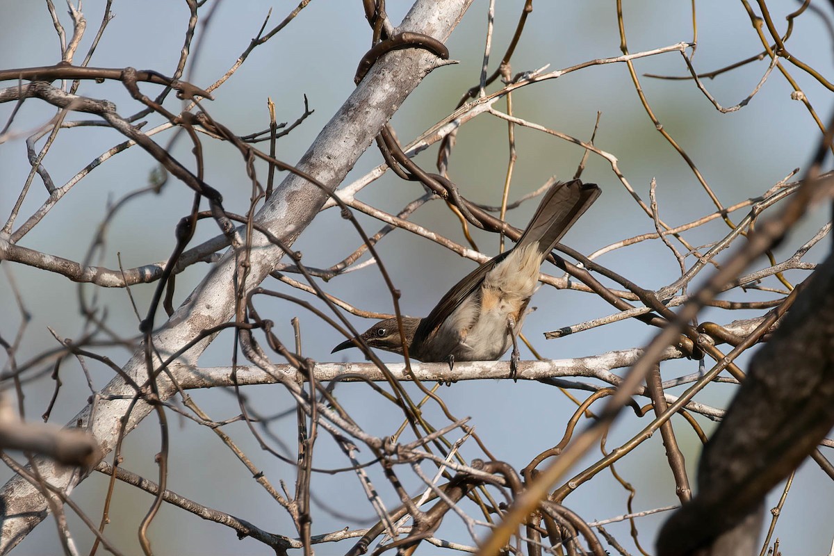 Kimberley Honeyeater - ML609800239