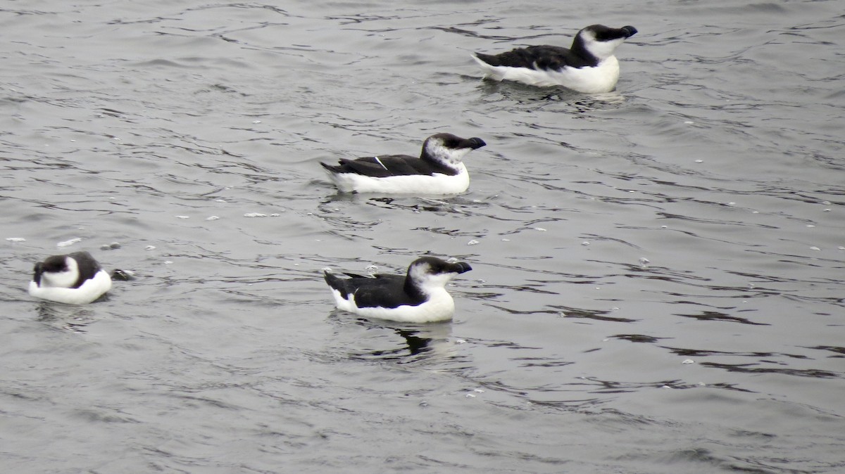 Razorbill - Kent Coe