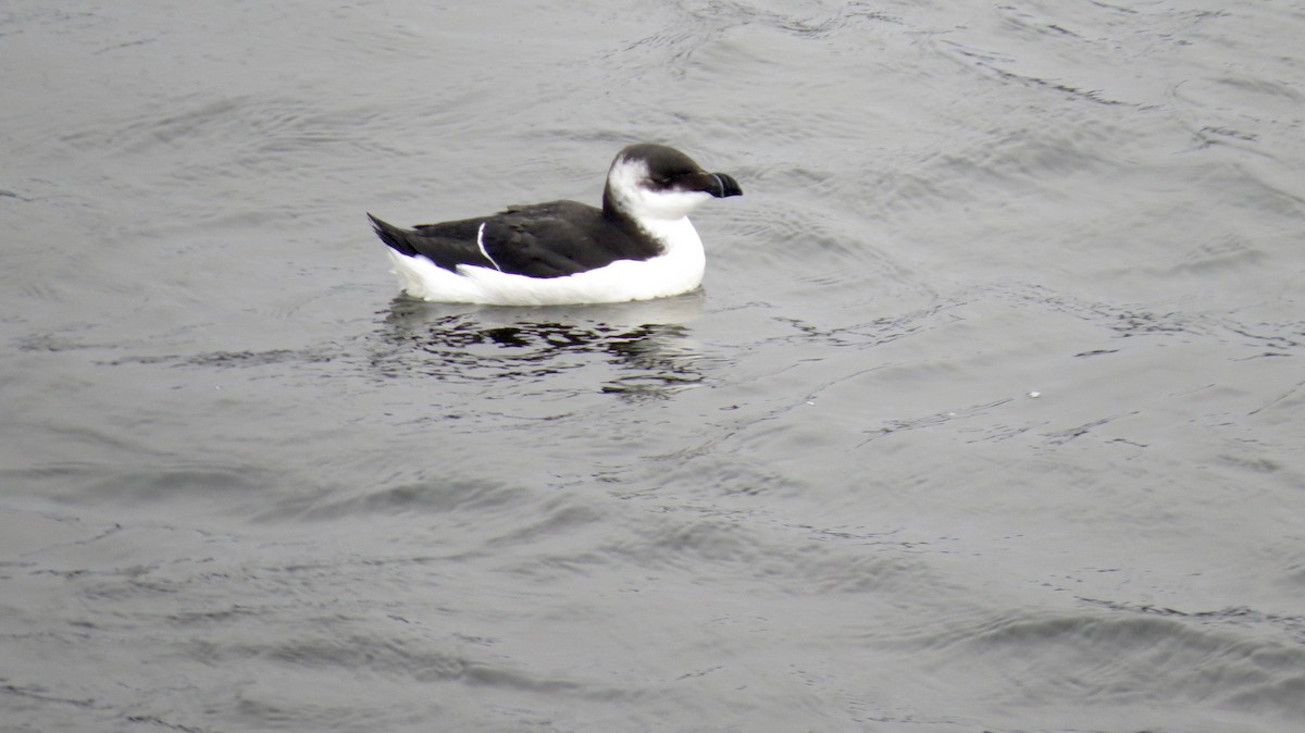 Razorbill - Kent Coe