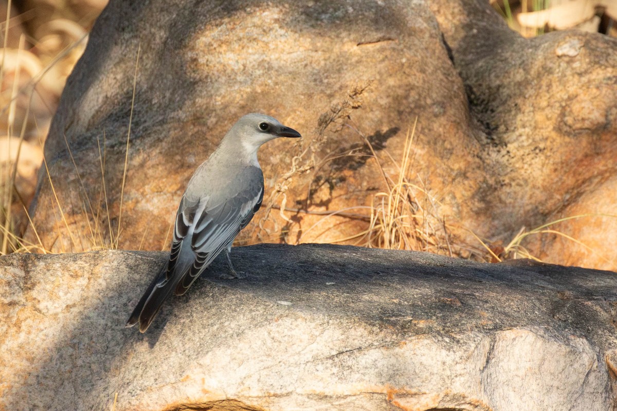 White-bellied Cuckooshrike - ML609800253