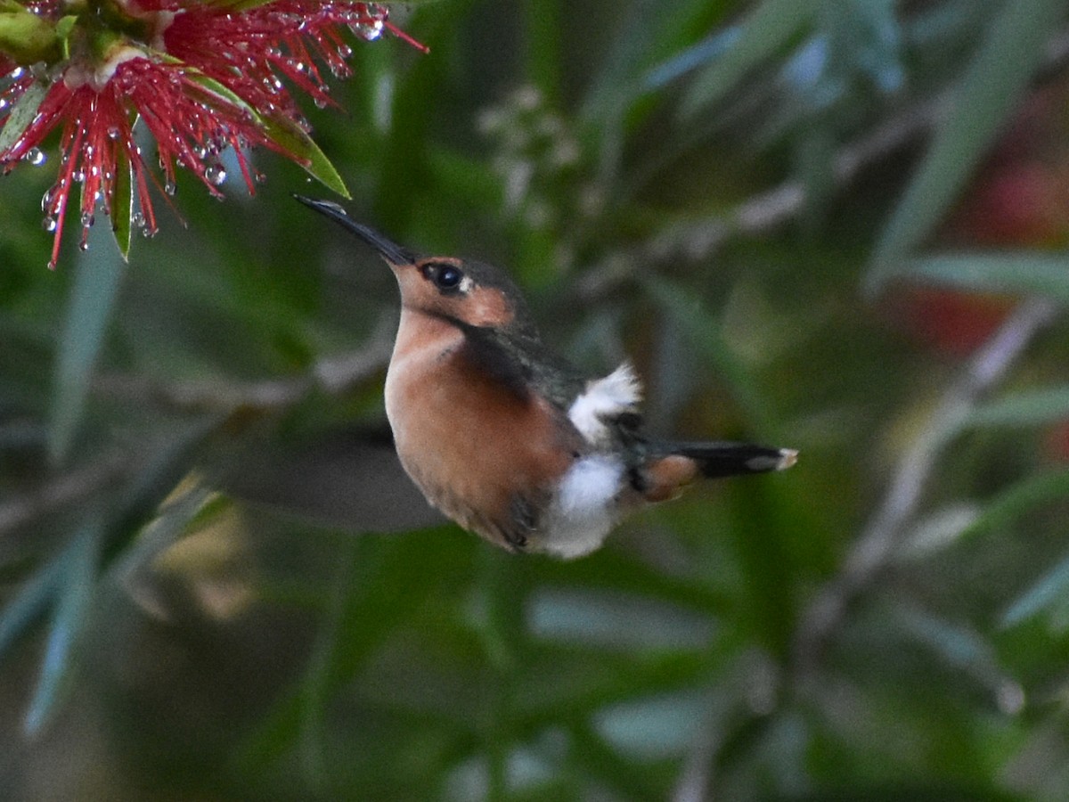 signalhalekolibri - ML609800257