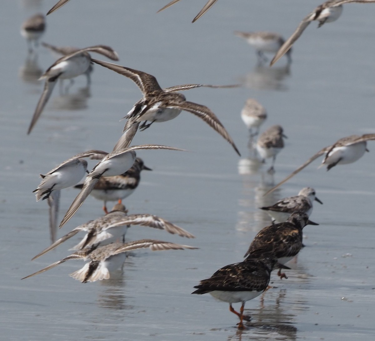 Sanderling - Angus Hartshorn