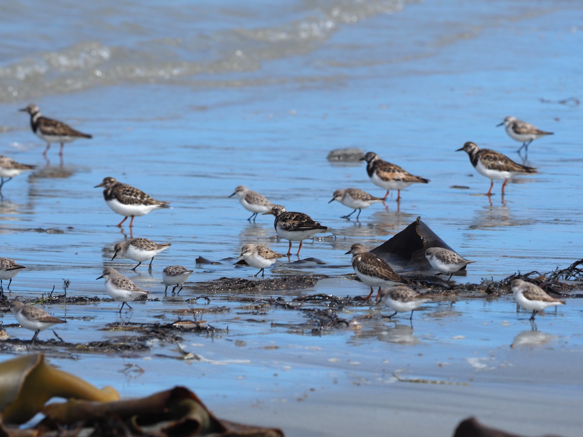 Rotkehl-Strandläufer - ML609800311