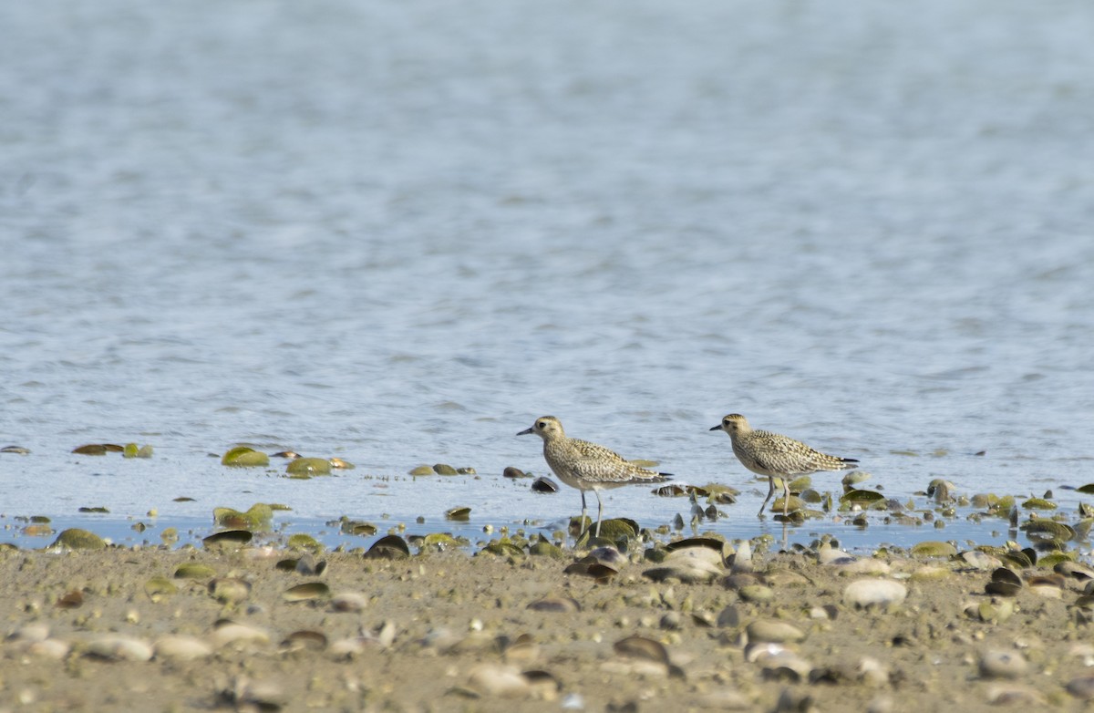 Pacific Golden-Plover - ML609800320