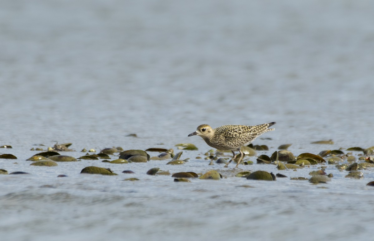 Pacific Golden-Plover - ML609800321