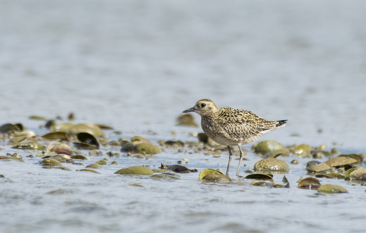 Pacific Golden-Plover - Sathish Ramamoorthy