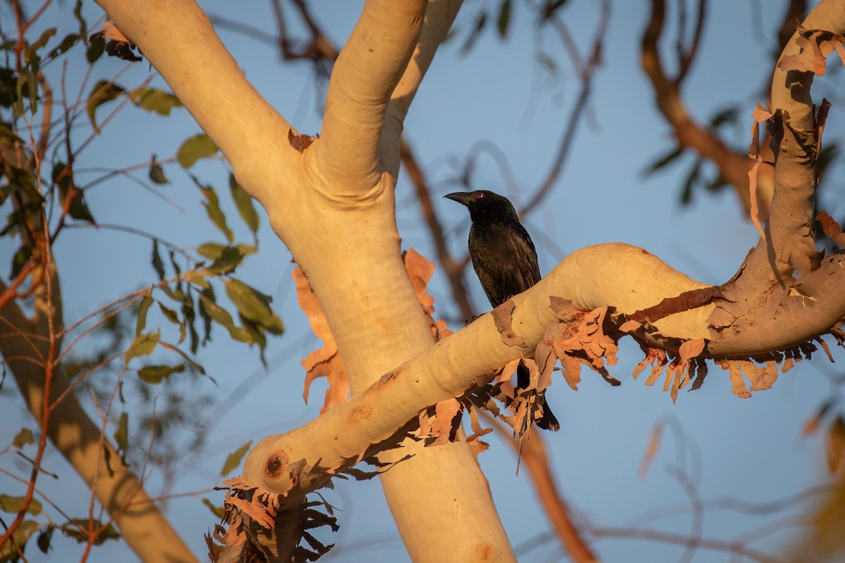 Spangled Drongo - ML609800405