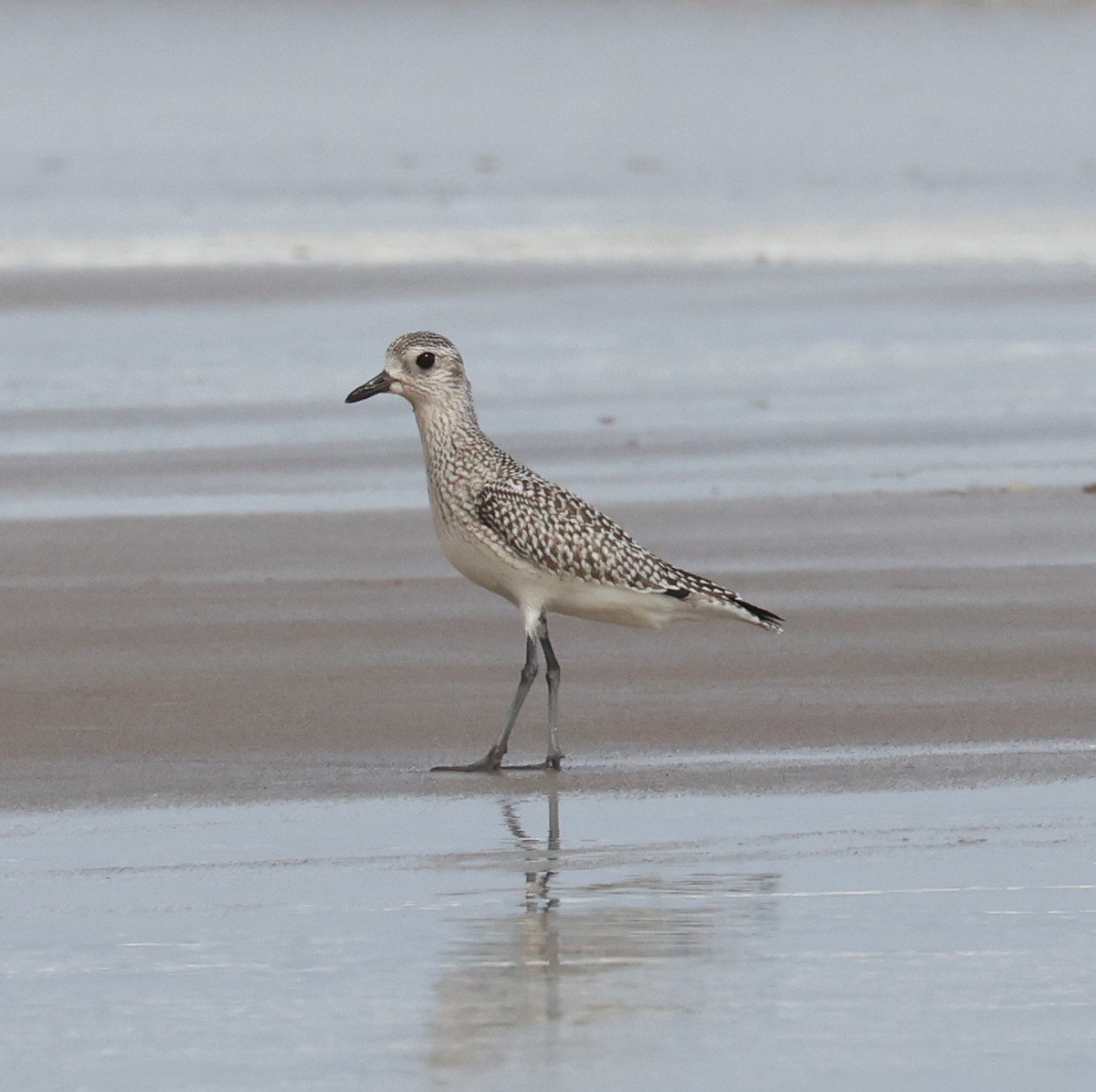 American Golden-Plover - ML609800455