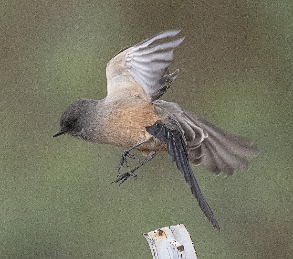 Say's Phoebe - ML609800545