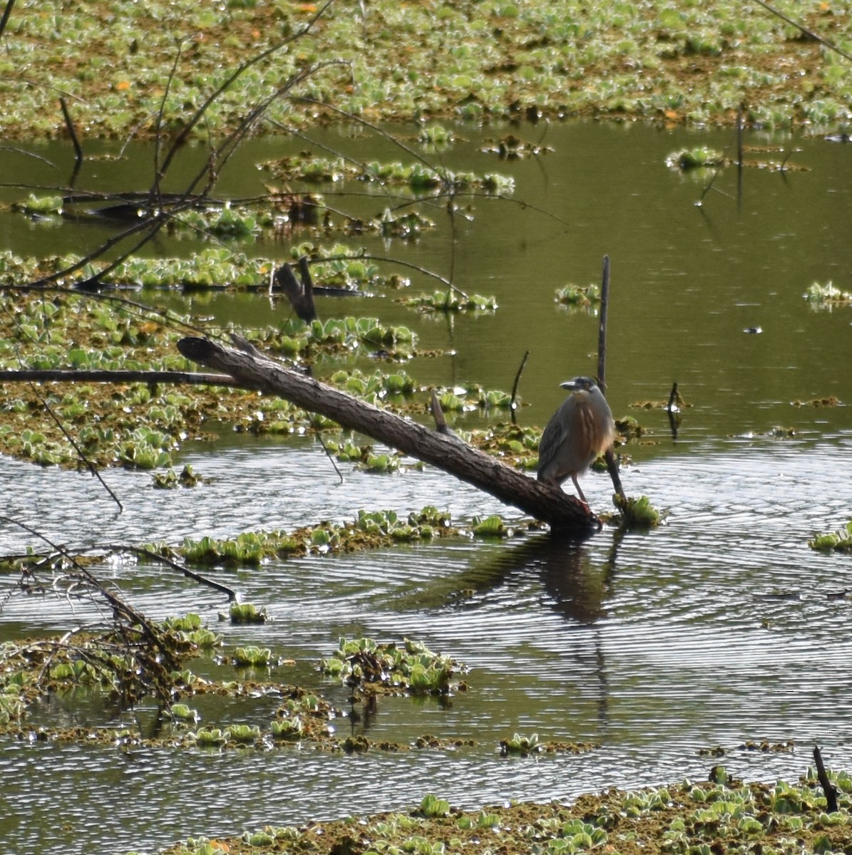 Striated Heron - ML609800571