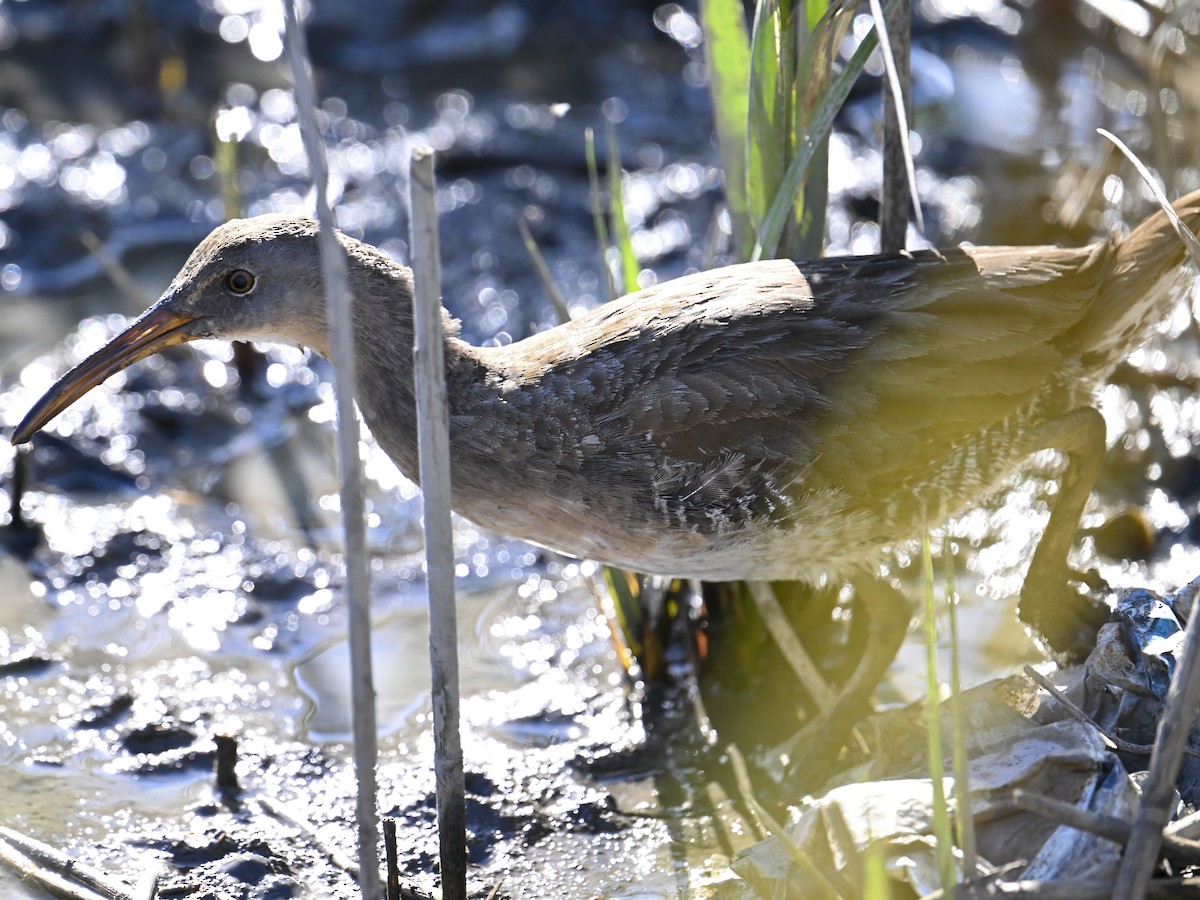 Clapper Rail - ML609800597