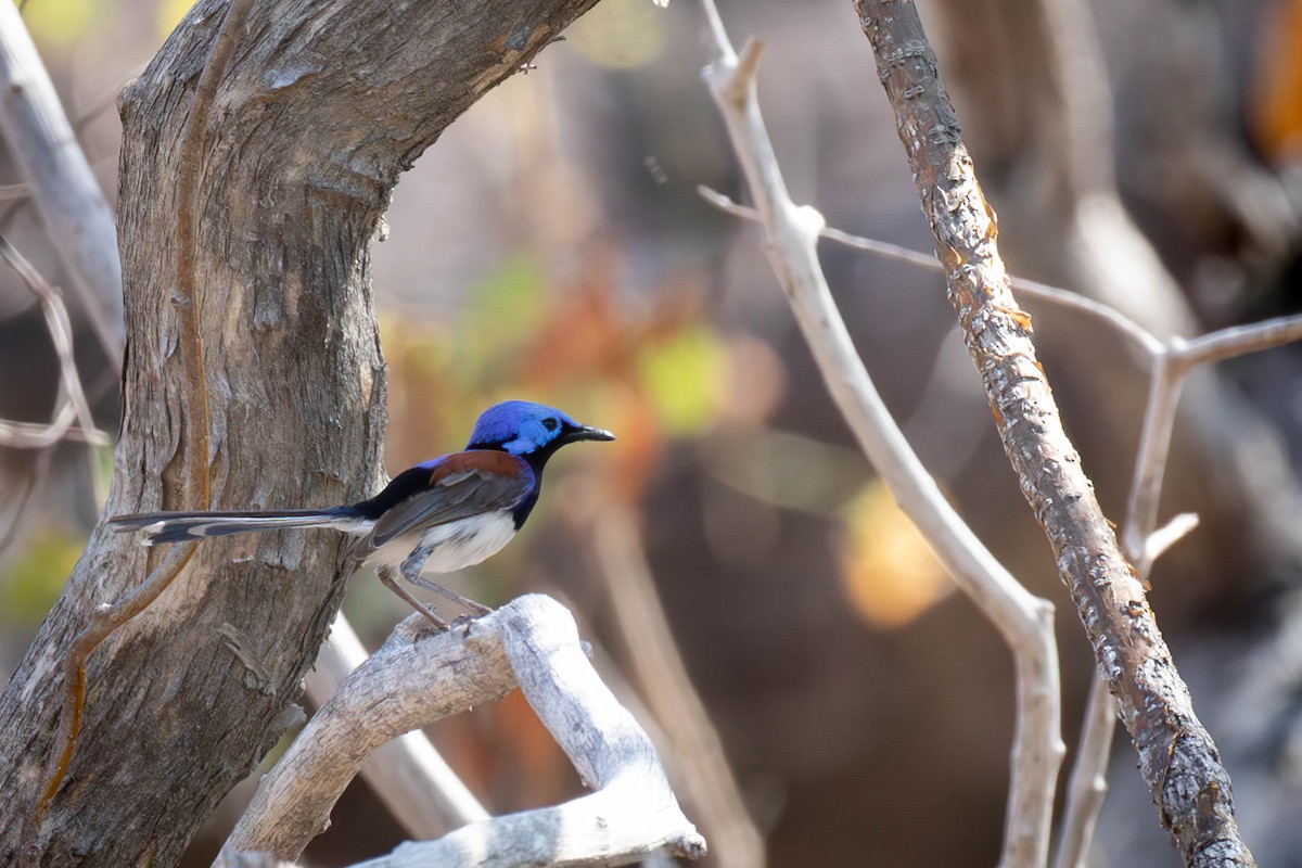 Purple-backed Fairywren (Lavender-flanked) - ML609800605